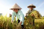 Bayer to support 2m smallholder farmers in developing countries impacted by COVID-19