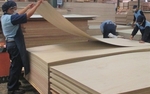 Plywood exports face trade defence risks in US, S Korea