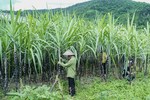 Viet Nam initiates anti-dumping investigation on sugar imported from Thailand