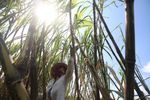 Opportunities await sugarcane farmers if they change their way of thinking