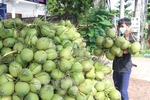 Ben Tre to help farmers sell produce on e-commerce platforms