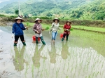 Australian programme helps Vietnamese farmers overcome pandemic