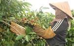 Tay Nguyen region eyes sustainable coffee cultivation, higher export value