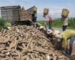 Viet Nam gains cassava export growth in 2020 despite COVID-19