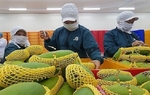 VN unveils huge mango output, export targets for 2030