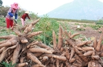 Cassava exports rise sharply, prices surge
