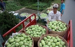 Viet Nam wants to quadruple mango exports by 2030