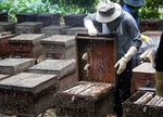 Honey exports face US anti-dumping probe