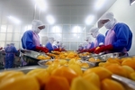 Vegetable and fruit exports hit $1.77 billion during Jan-May