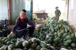 Sơn La mangoes exported to Australia