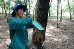 Vietnamese rubber producers benefit from higher prices in Q2
