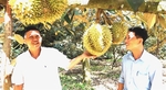 Viet Nam’s Ri6 durian sells well in Australia