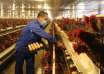 Viet Nam should reduce imports of animal feed ingredients: experts