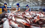 Pangasius exporters set for difficult times this year amid COVID pandemic