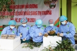 Hai Duong begins harvesting longan for export
