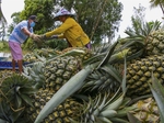 Farm produce pile up in south as farmers struggle to sell them amid COVID restrictions