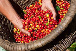 Viet Nam’s coffee exports to S Korea forecast to increase
