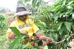 Tay Nguyen coffee growers embrace sustainable models