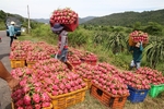 Viet Nam to diversify dragon fruit markets