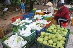 Planting area codes key for Viet Nam's farm produce exports