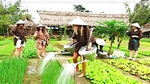 Mekong Delta seeks to develop agriculture-related tourism
