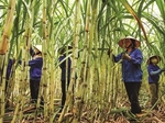 Sugar industry targets to restore cane output