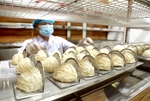 Viet Nam bird's nests to enter Chinese market through official channel