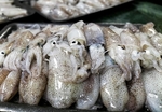 Korea becomes the biggest importer of Vietnamese octopus, squid