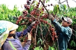 Coffee export faces pressure from global uncertainties after record year