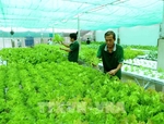 Viet Nam must specify target markets for organic farm produce