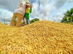 VN set to export 7 million tonnes of rice this year