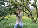 Four pomelo planting areas in Ba Ria-Vung Tau licensed to export to US