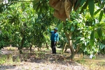 Viet Nam: the third largest mango exporters to South Korea