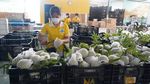 Viet Nam gains strong growth in veg, fruit exports in January