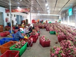 Dragon fruit production needs reorganisation for sustainable development: minister