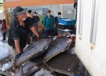 Viet Nam's tuna exports up strongly in January