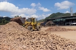 Suspending VAT refunds will harm cassava industry