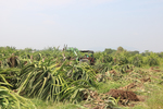 Binh Thuan Province farmers cut down dragon fruit trees on losing China market