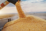 Ministry looks to address hurdles in agri-exports to Russia, Ukraine