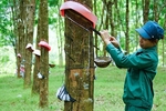 Mechanism set up to keep rubber prices in check
