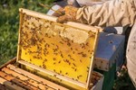 DOC reduces anti-dumping tax on Vietnamese honey