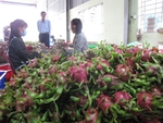 Promoting dragon fruit exports to Australia, New Zealand