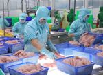 Huge haul in new markets for Viet Nam’s tra fish exports