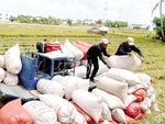 EVFTA boosts Viet Nam's rice exports to the EU