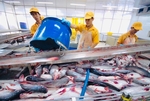 Pangasius exports to US fetch record prices