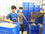 Poor weather, import bottleneck double whammy for Binh Phuoc cashew industry