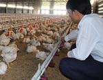 Falling output means VN cannot export chicken to Singapore
