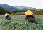VN medicinal herbs have potential to expand in Japan