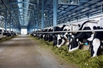 Tech important to promoting dairy industry