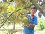 Vietnamese durian enters China via official channels